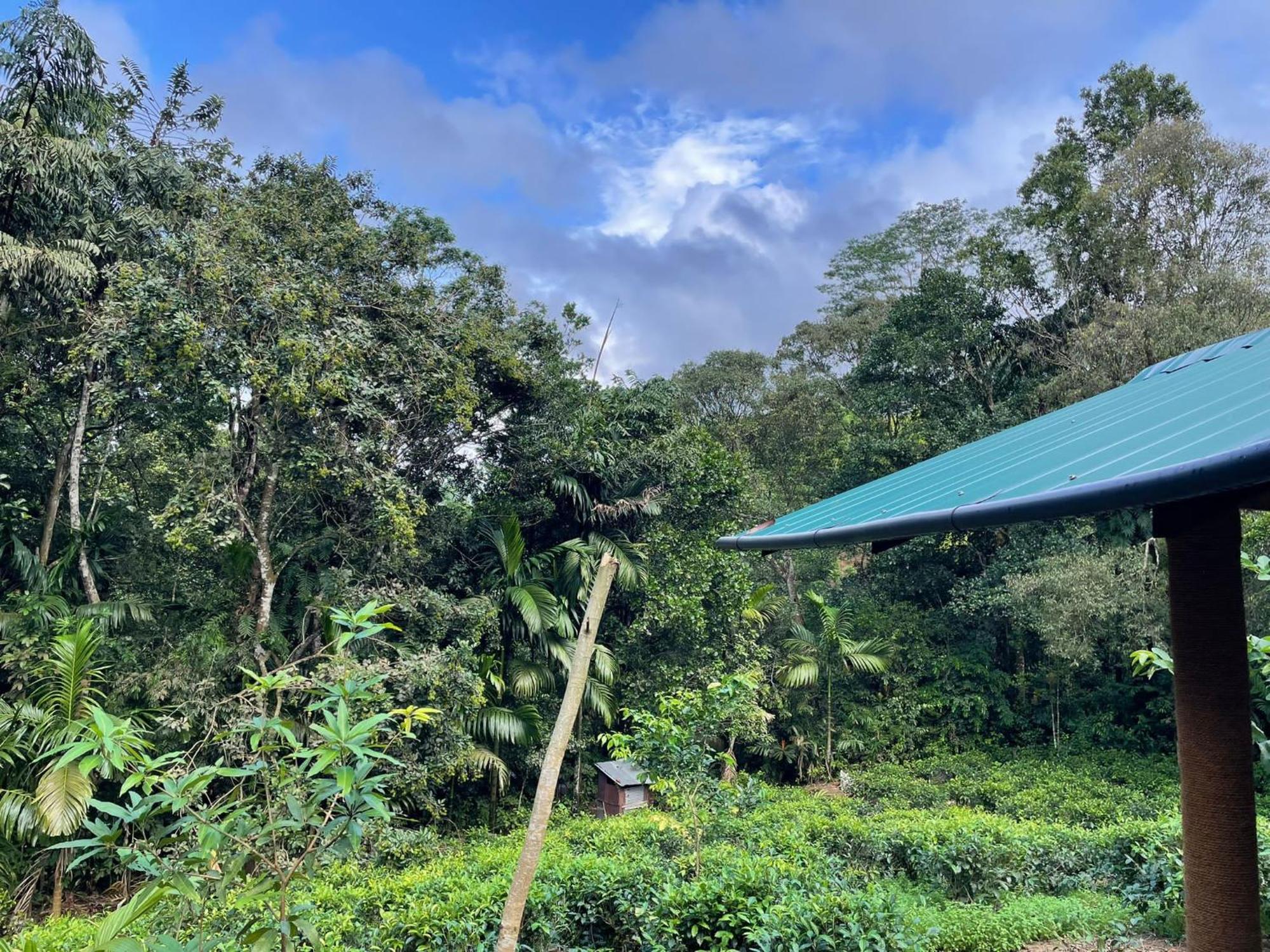 Rainforest Cabin Деніяя Екстер'єр фото